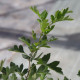 Crataegus pinnatifida