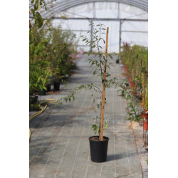 Sorbus folgneri 'Lemon Drop'