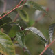 Sorbus folgneri 'Lemon Drop'