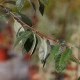 Sorbus folgneri 'Lemon Drop'