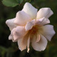 Julia's Rose