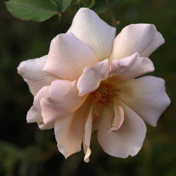 Julia's Rose