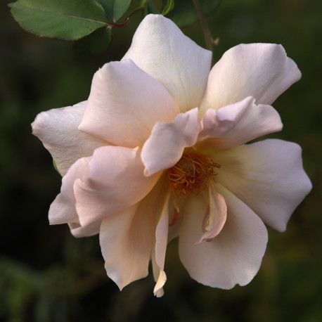 Julia's Rose