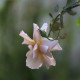 Julia's Rose