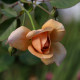 Julia's Rose