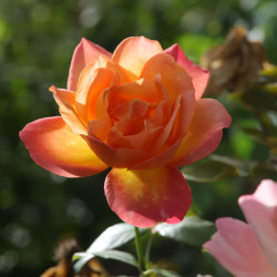 Dame Elizabet Murdoch