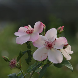 Astronomia