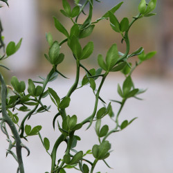 Poncirus trifoliata 'Flying Dragon'