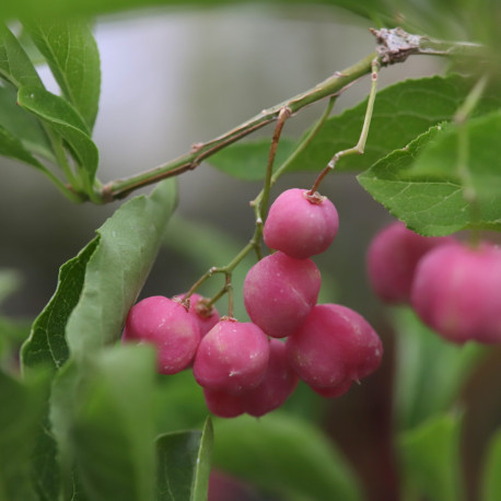 Euonymus phellomanus