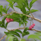 Euonymus phellomanus