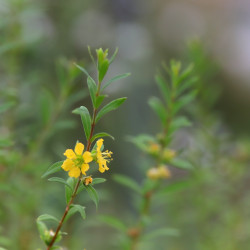 Heimia salicifolia