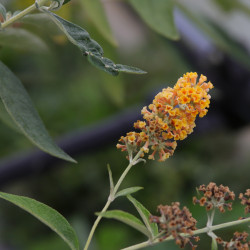 Buddleja x weyeriana 'Sungold'