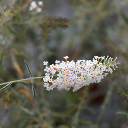 Buddleja davidii 'Nanho White'