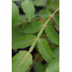 Rhus chinensis