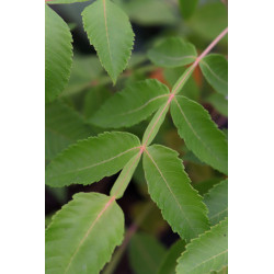 Rhus chinensis