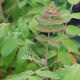 Rhus chinensis