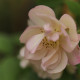 Desprez à fleurs jaunes