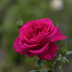Parfum de Honfleur