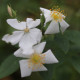 Rosa moschata