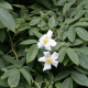 Rosa moschata