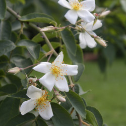 Rosa moschata