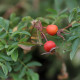 Rosa x mariae graebnerae