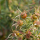 Rosa foliolosa