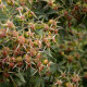 Rosa foliolosa
