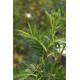 Rosa foliolosa