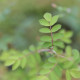 Rosa slancensis