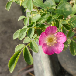 Rosa slancensis