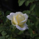 Chopin