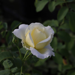 Chopin