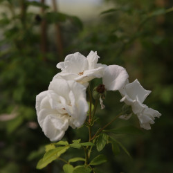 Perfume Dreams