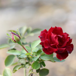 Hommage à Barbara