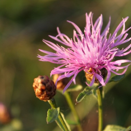 Centaurea jacea