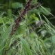 Melica altissima 'Atropurpurea'