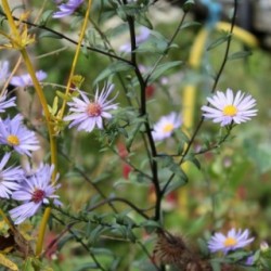 Aster laevis 'Calliope' *