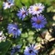 Aster laevis 'Calliope' *