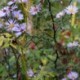 Aster laevis 'Calliope' *