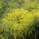 Solidago rugosa 'Fireworks' *