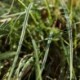Carex flacca 'Blue Zinger'
