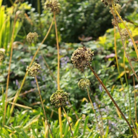 Allium nutans