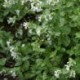 Nepeta racemosa 'Alba'