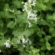 Nepeta racemosa 'Alba'