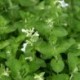 Nepeta racemosa 'Alba'