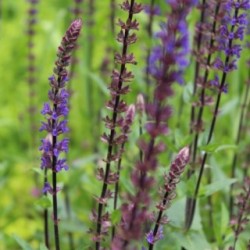 Salvia nemorosa 'Caradonna'