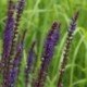 Salvia nemorosa 'Caradonna'