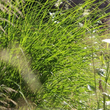 Miscanthus sinensis 'Gracillimus'