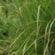 Miscanthus sinensis 'Gracillimus'